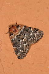 Tegiapa larentiodes