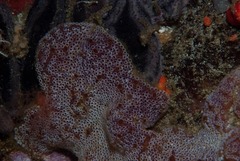 Botrylloides magnicoecus