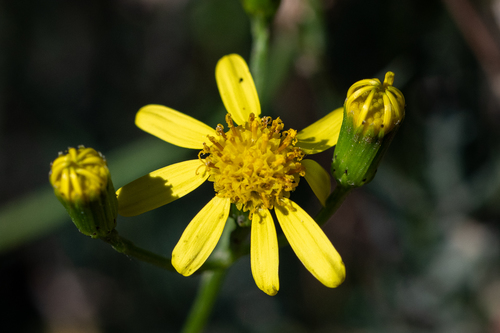 Narrow-lobed Ragwort (Senecio pinnulatus)