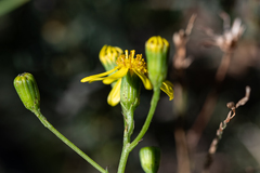 Senecio pinnulatus