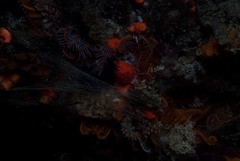 Thylacodes natalensis