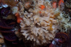 Margaretta levinseni