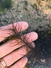 Chordariopsis capensis