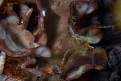 Chaperiopsis multifida