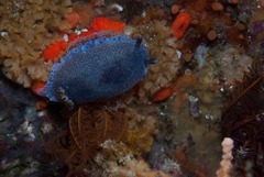 Dendrodoris caesia