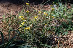 Senecio pinnulatus