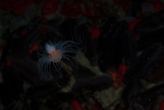 Tubulariidae