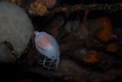Tubulariidae