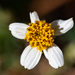 Bidens pilosa - Photo (c) magriet b, μερικά δικαιώματα διατηρούνται (CC BY-SA), uploaded by magriet b
