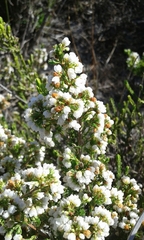 Erica subdivaricata