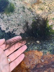 Chordariopsis capensis