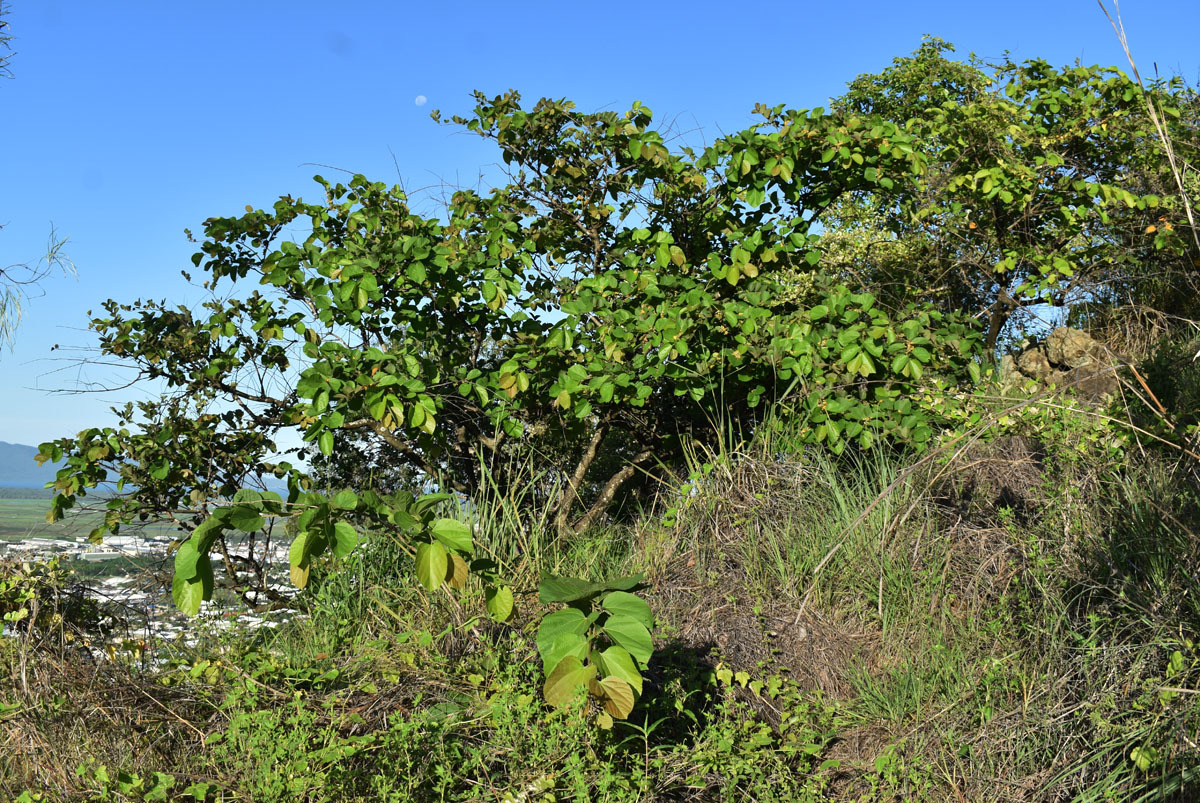 Imagem de Phalsa