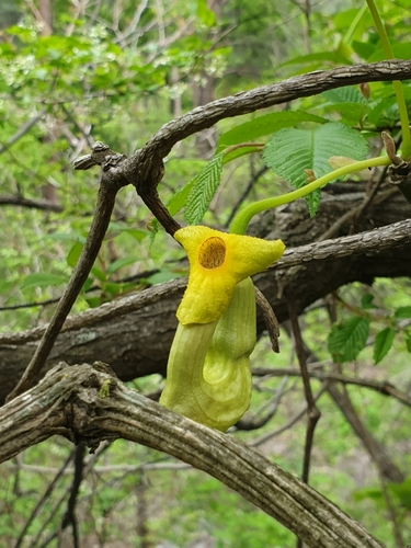 Manchurian Dutchmanspipe (Aristolochia manshuriensis)