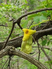Aristolochia manshuriensis