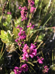 Erica pulchella