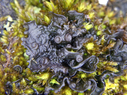 Representative image of Scytinium gelatinosum