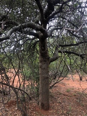 Commiphora glandulosa