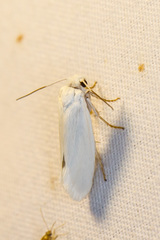 Prodoxus decipiens