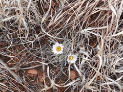 Townsendia hookeri