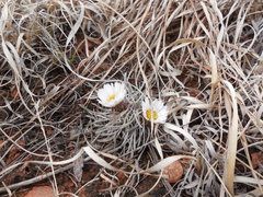 Townsendia hookeri