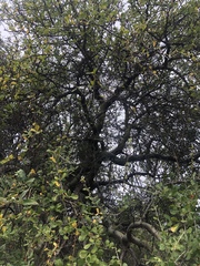 Commiphora glandulosa