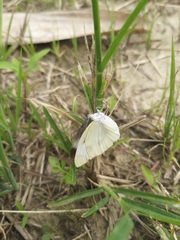 Pieris rapae crucivora