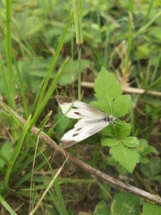 Pieris rapae crucivora