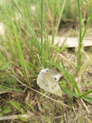 Pieris rapae crucivora