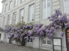 Wisteria sinensis