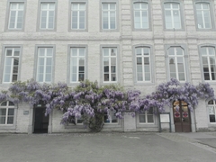 Wisteria sinensis