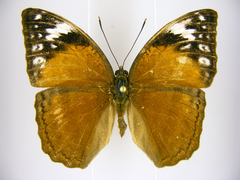 Bebearia cocalia katera