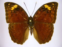 Bebearia cocalia katera
