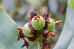 Alpinia hainanensis