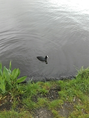 Fulica atra