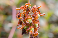 Alpinia hainanensis