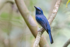 Cyornis hainanus