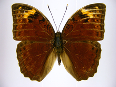 Bebearia cocalia katera