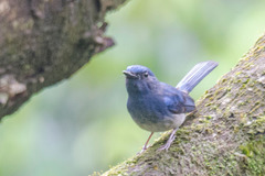 Cyornis hainanus