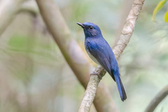 Cyornis hainanus