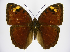 Bebearia cocalia katera