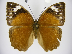 Bebearia cocalia katera