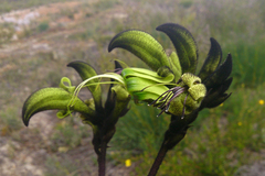 Macropidia fuliginosa