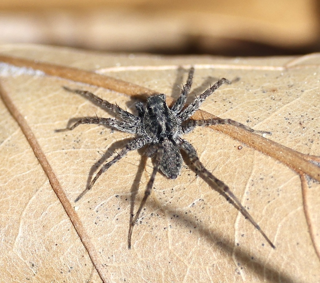 Thin legged wolf spiders from center city toledo oh usa on april 10