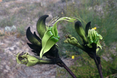 Macropidia fuliginosa