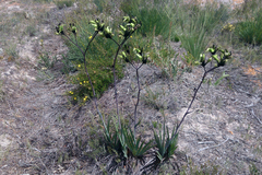 Macropidia fuliginosa