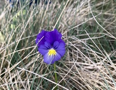Viola eugeniae