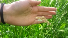 Myelois circumvoluta