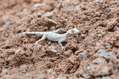 Mediodactylus russowii
