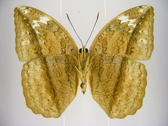 Bebearia cocalia katera