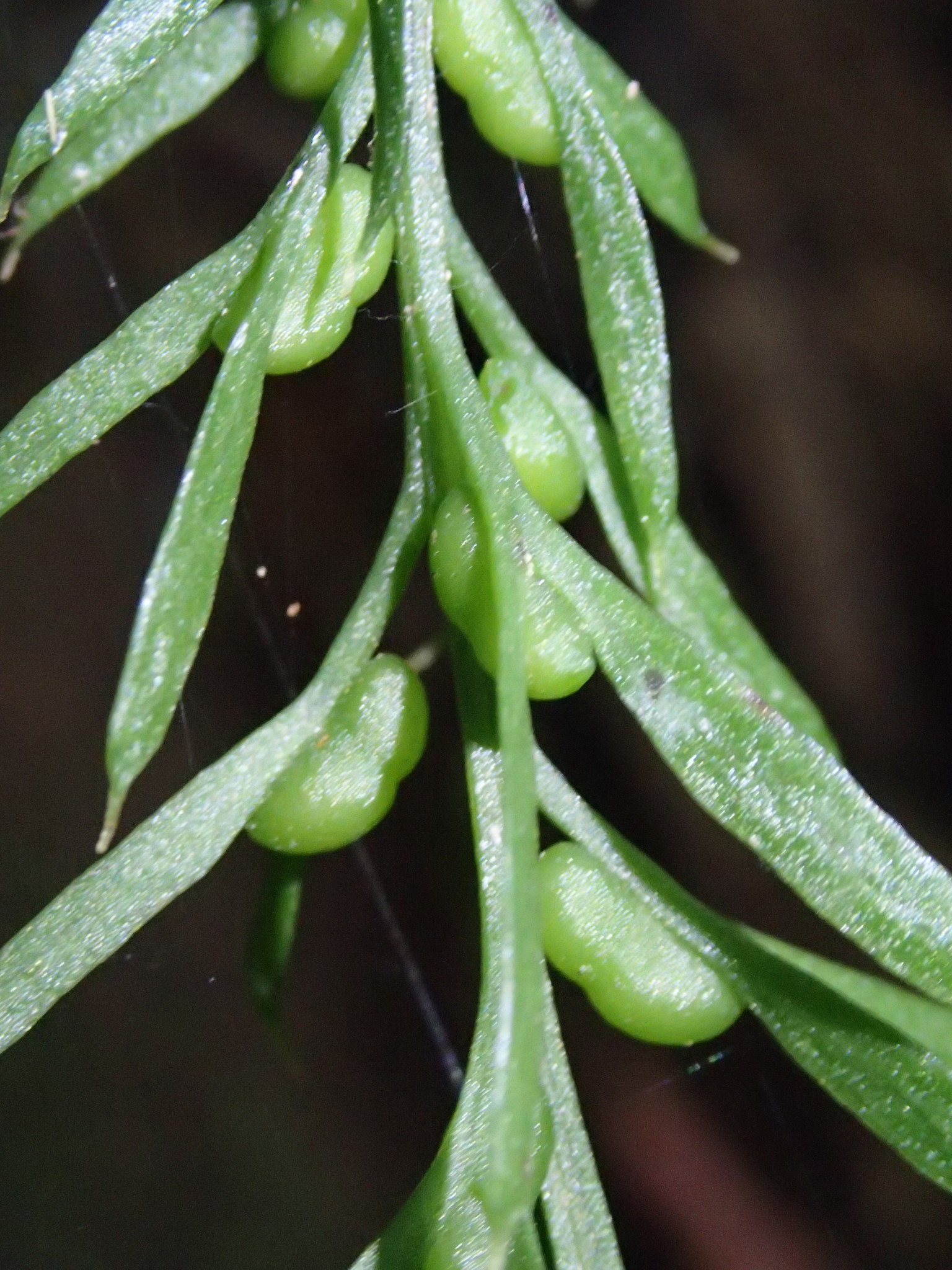 Tmesipteris